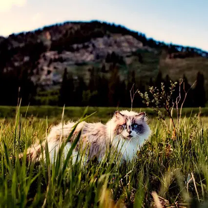 forsvunna-djur-square